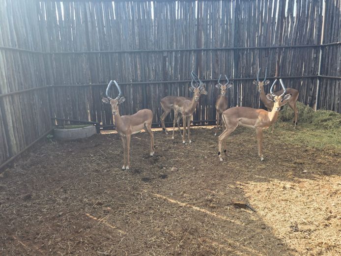 ROOIBOKKE | HANLEY 2