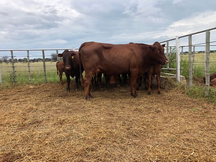 Kommersële Vroulike Diere