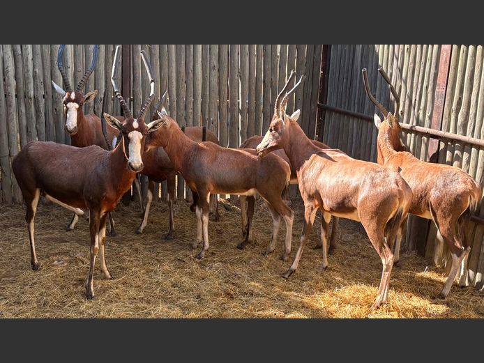 Blesbokke