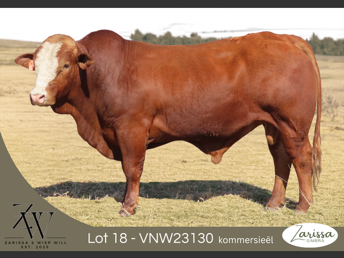 VNW23130 | ZARISSA