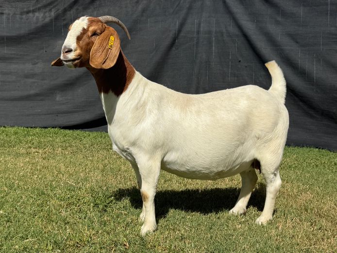 1298-2023-0290 | Kasten Boerbokstoet