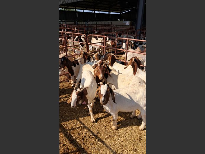 BOERBOK | NAZARDI BOERDERY