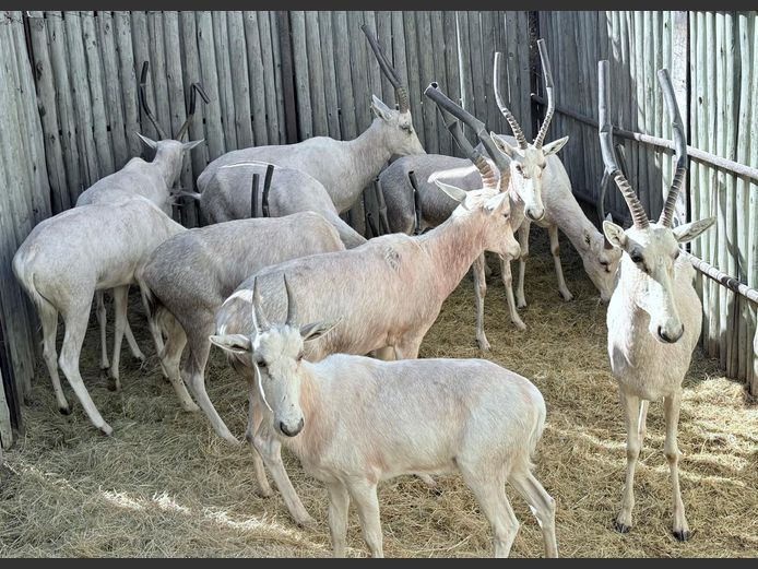 Wit Blesbokke