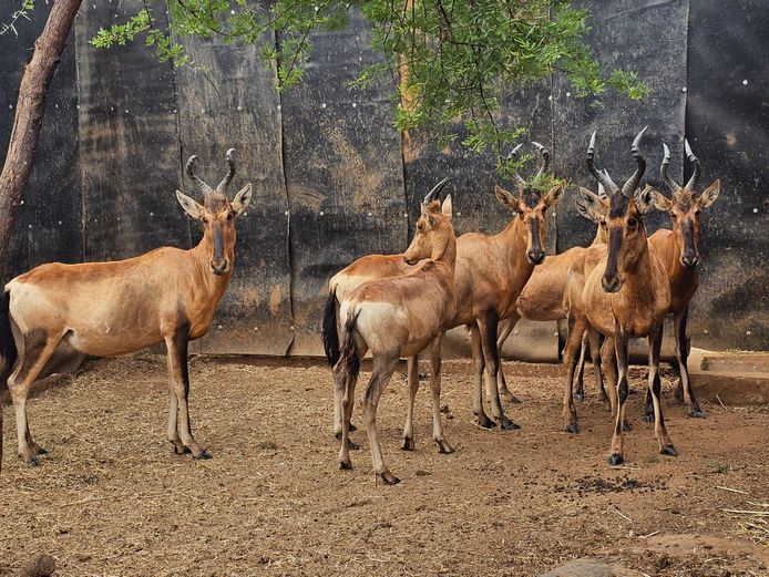 RED HARTEBEEST | PRINS GAME