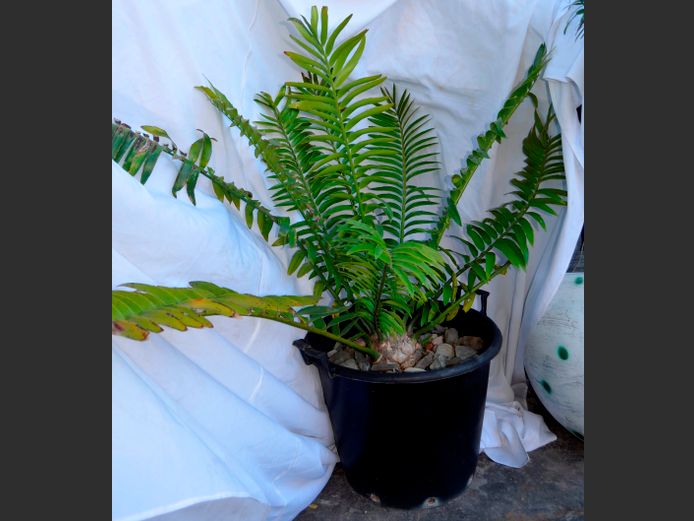 ENCEPHALARTOS/CYCAD IN BLACK PLANTER, 49cm Diameter x 40cm High