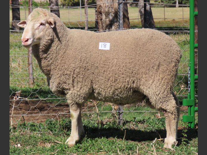204 | Rooipoort Poenskop Merinos