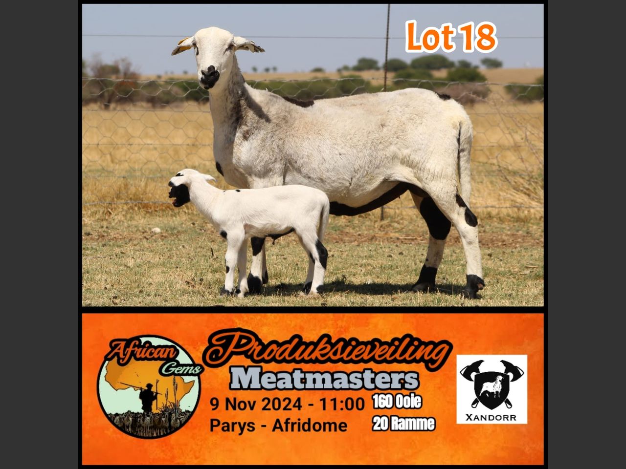 Lot 18 | AFRICAN GEM MEATMASTER PRODUKSIEVEILING | SwiftVEE | Livestock ...