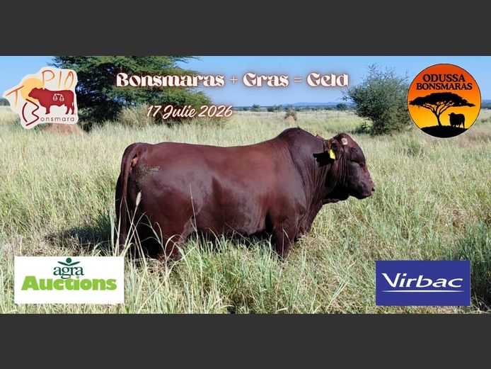 OBB230131 | D.BOTHA