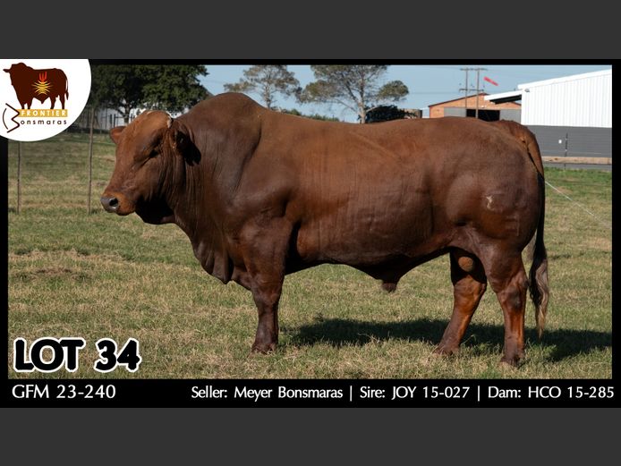 GFM 230240 | MEYER BONSMARAS