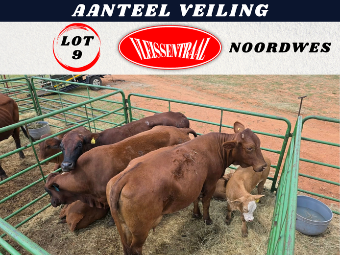 Commercial Animals