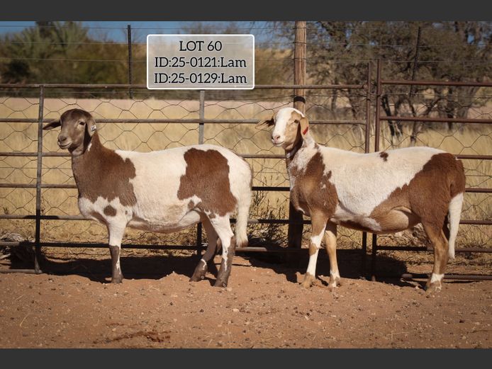 MAKKA LOUWRENS | 24-0121 | 25-0129