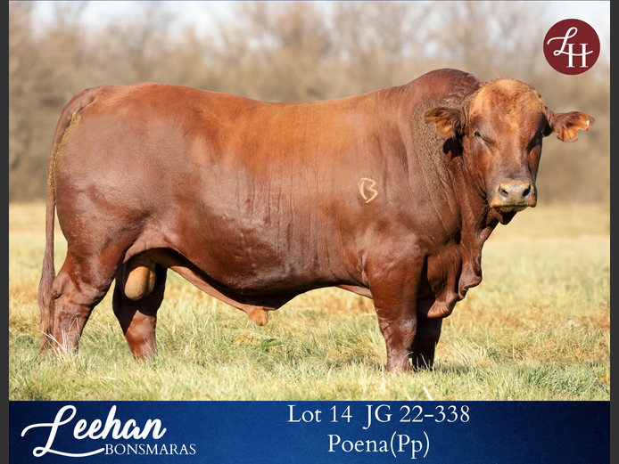 JG220338 | Leehan Bonsmara