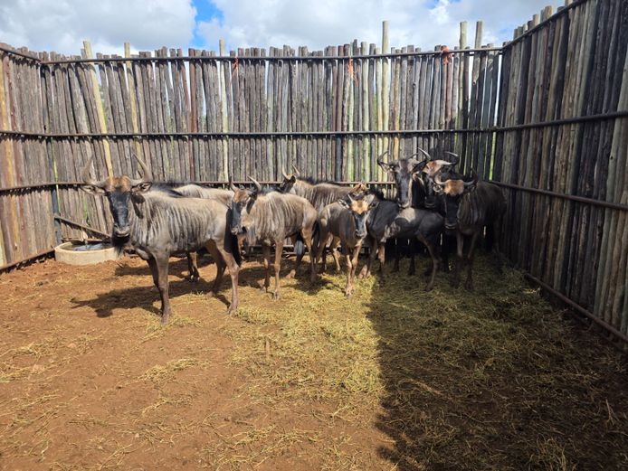 BLOUWILDEBEES | HANLEY 1