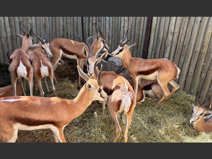 Springbok Ramme