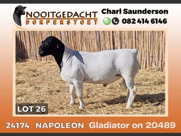 24174 | NOOITGEDACHT  DORPERS