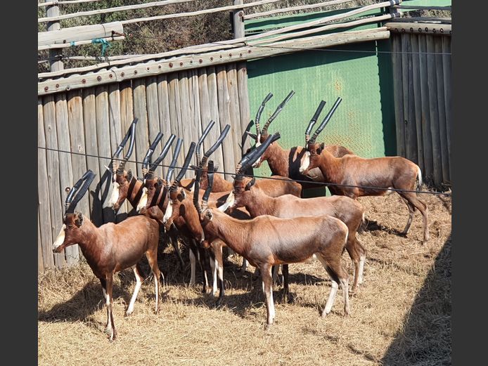 Blesbok | Amanzi 