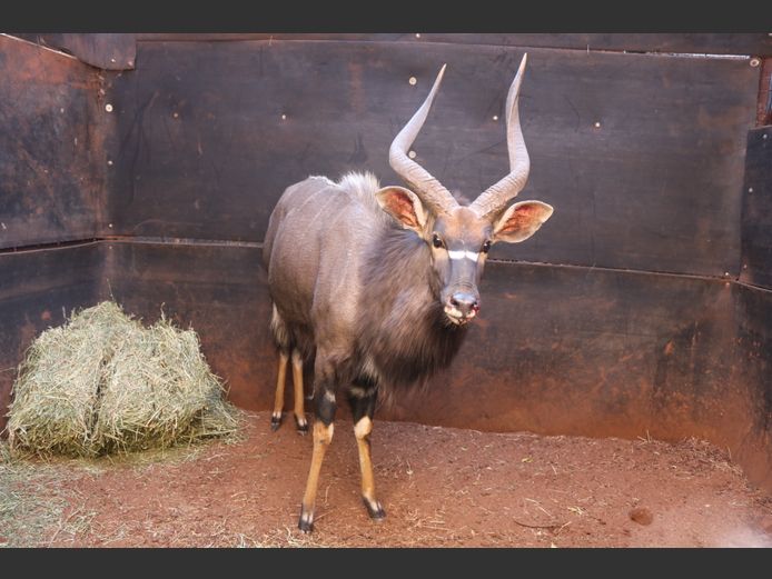 Njalas