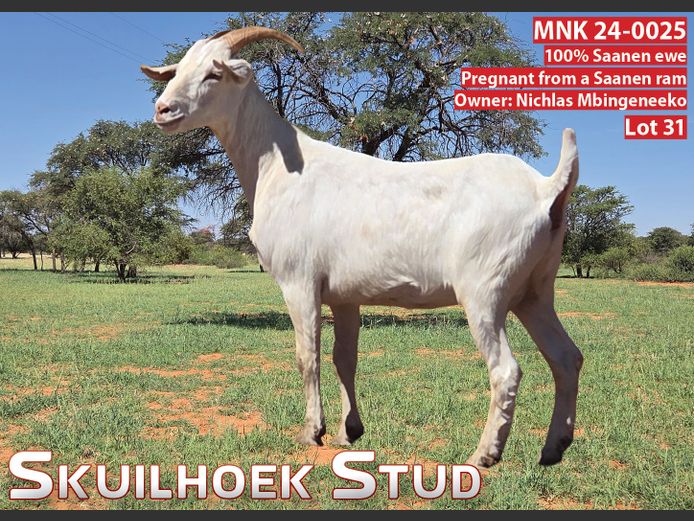 MNK 24-0025 | NICHLAS MBINGENEEKO