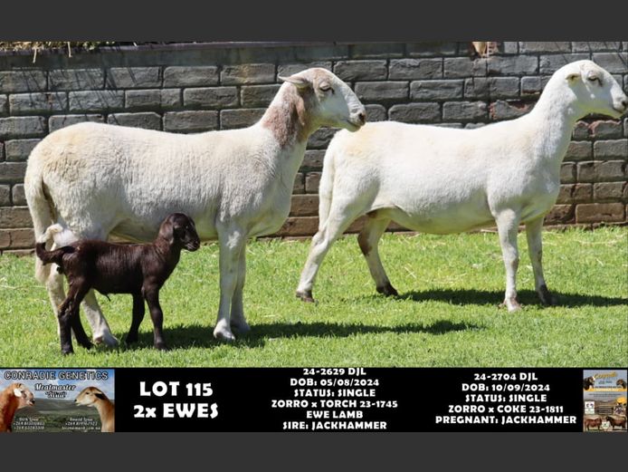 24-2704 DJL | DIRK LOUW