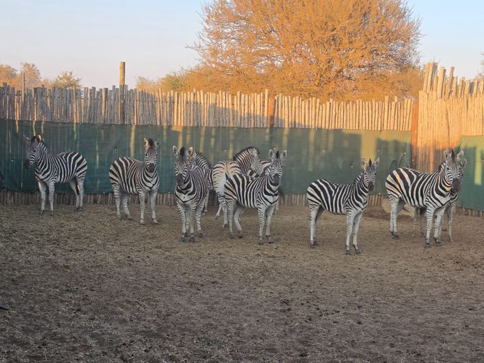 ZEBRA | DITJABE WILDLIFE