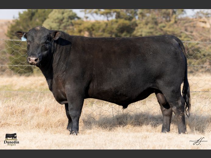 KCM 230119 | TABLE HILL FARMING PTY LTD