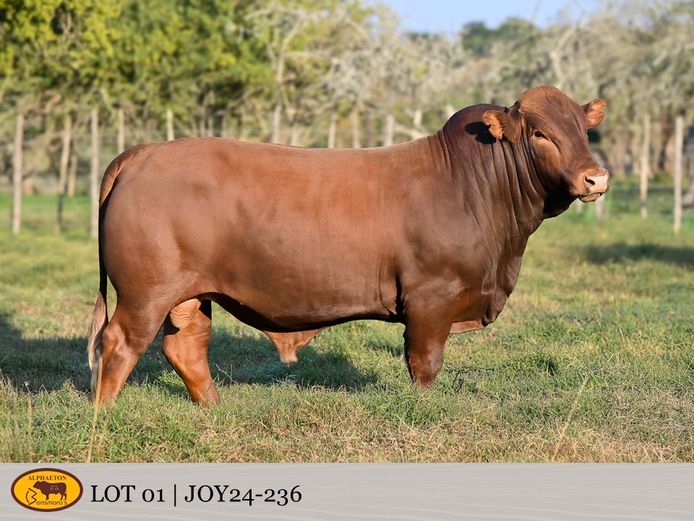 JOY240236 | FETTING LIVESTOCK TRUST