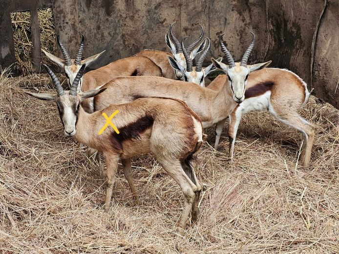 SPRINGBOK | VSB BOERDERY