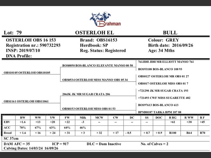 OSTERLOH BRAHMAN OBS16153