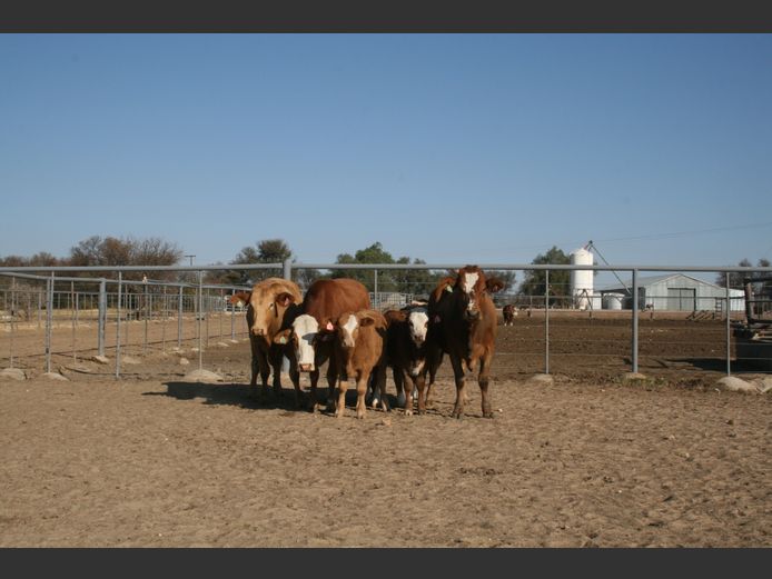 Commercial Animals