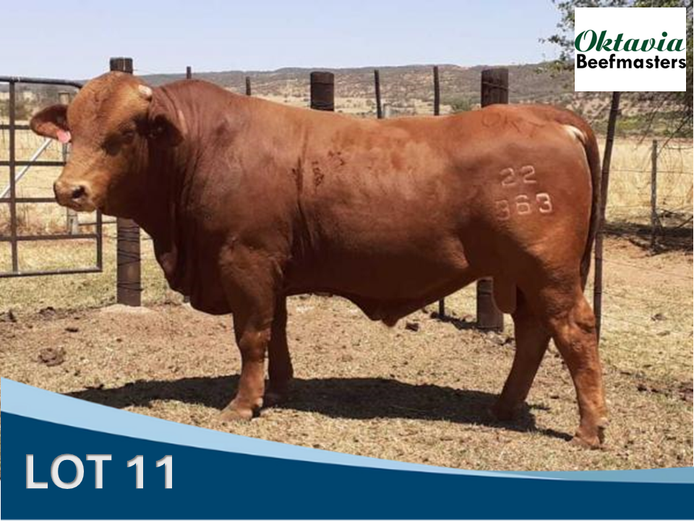 OKT 220363 | J.H. SCHOEMAN