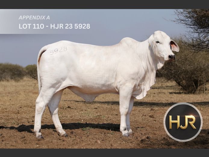 Commercial Animals | HJ ROETS