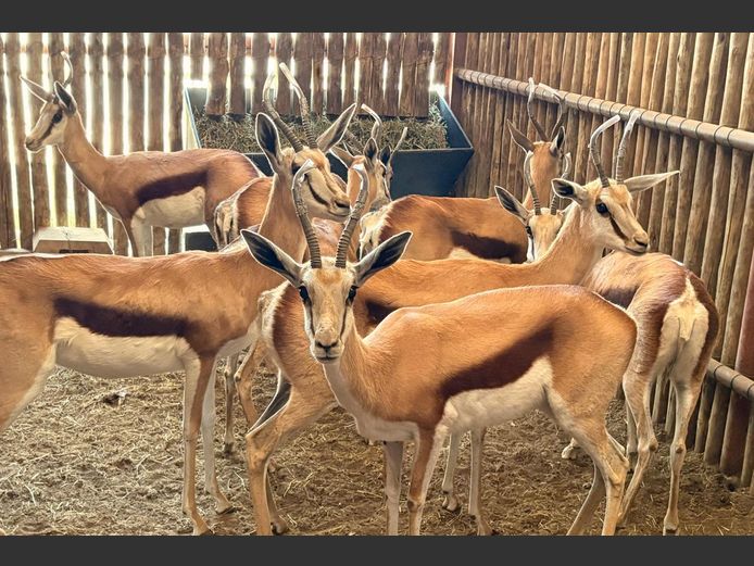 Kalahari Springbok Ooie