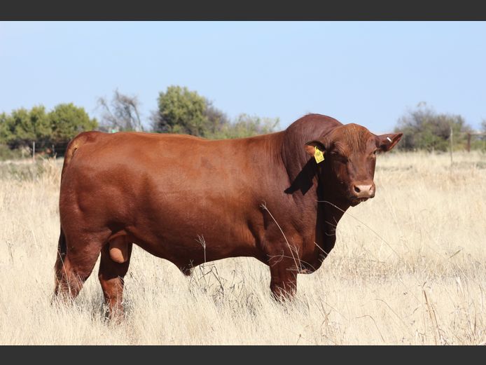 BBB24426 | TRIO B BOERDERY