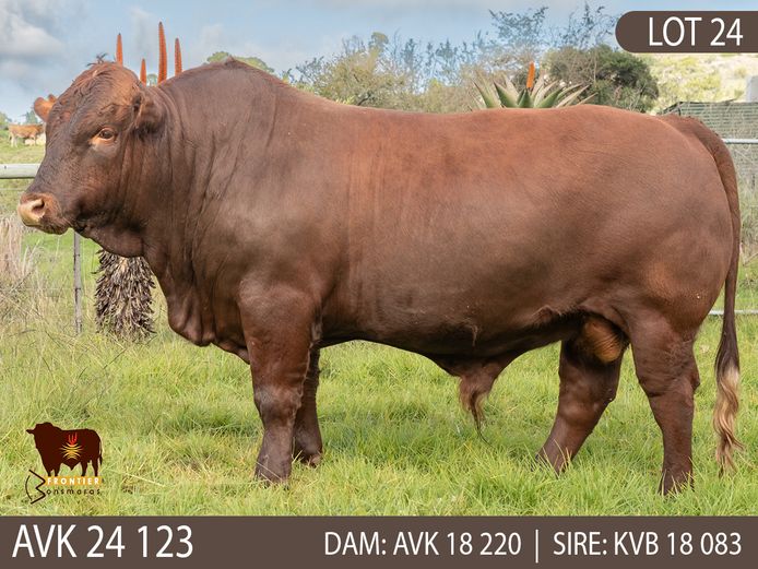 AVK 240123 | VAN KERKEN BONSMARA