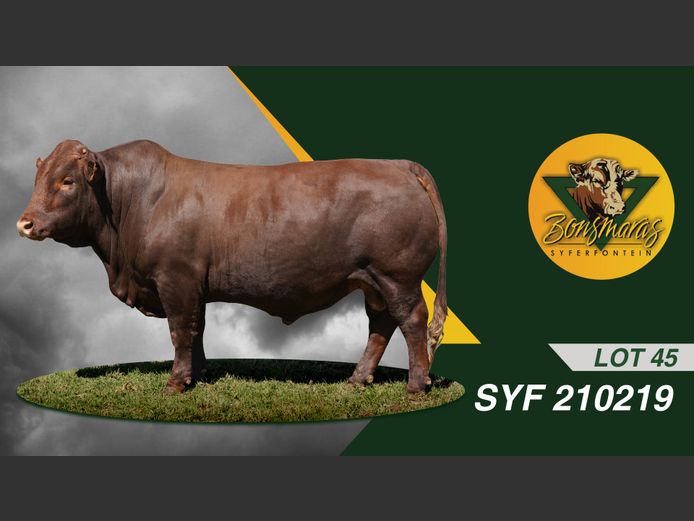 SYF210219 | SYFERFONTEIN BOERDERY