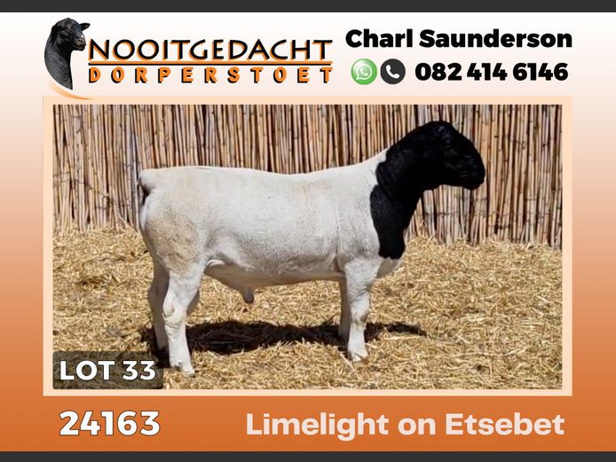 24163 | NOOITGEDACHT  DORPERS