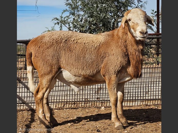 RBF 25 0044 | Deelfontein Meatmasters