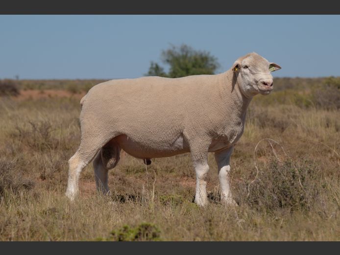 HE 240253 | EKSTEEN’S HATARI DORMER STUD