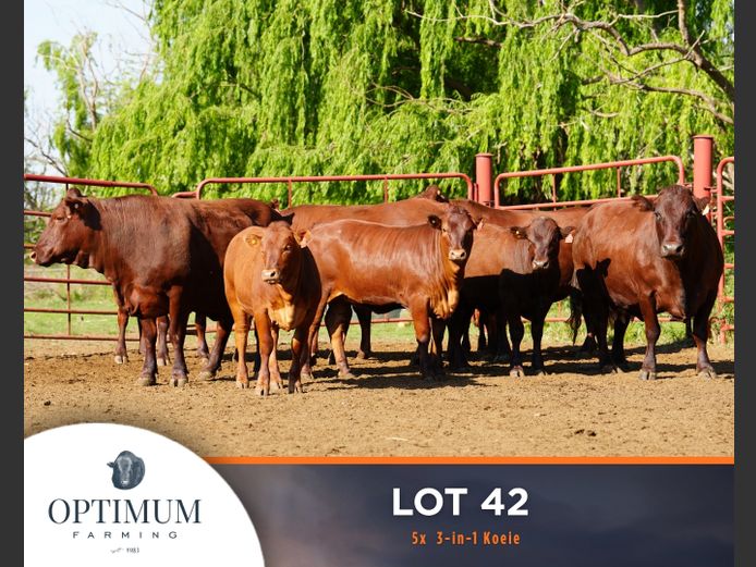 Commercial Animals | OPTIMUM FARMING M WIPPLINGER