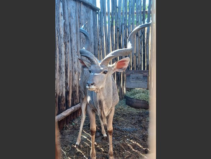 KUDU | KOLOBE WILD