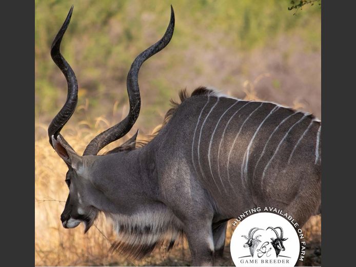 Kudu Bull | WATERBERG PLATO GAME BREEDERS