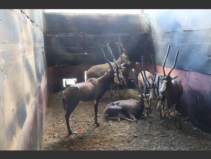 GEWONE BLESBOK |  MCLACHLAN WILDLIFE SERVICES