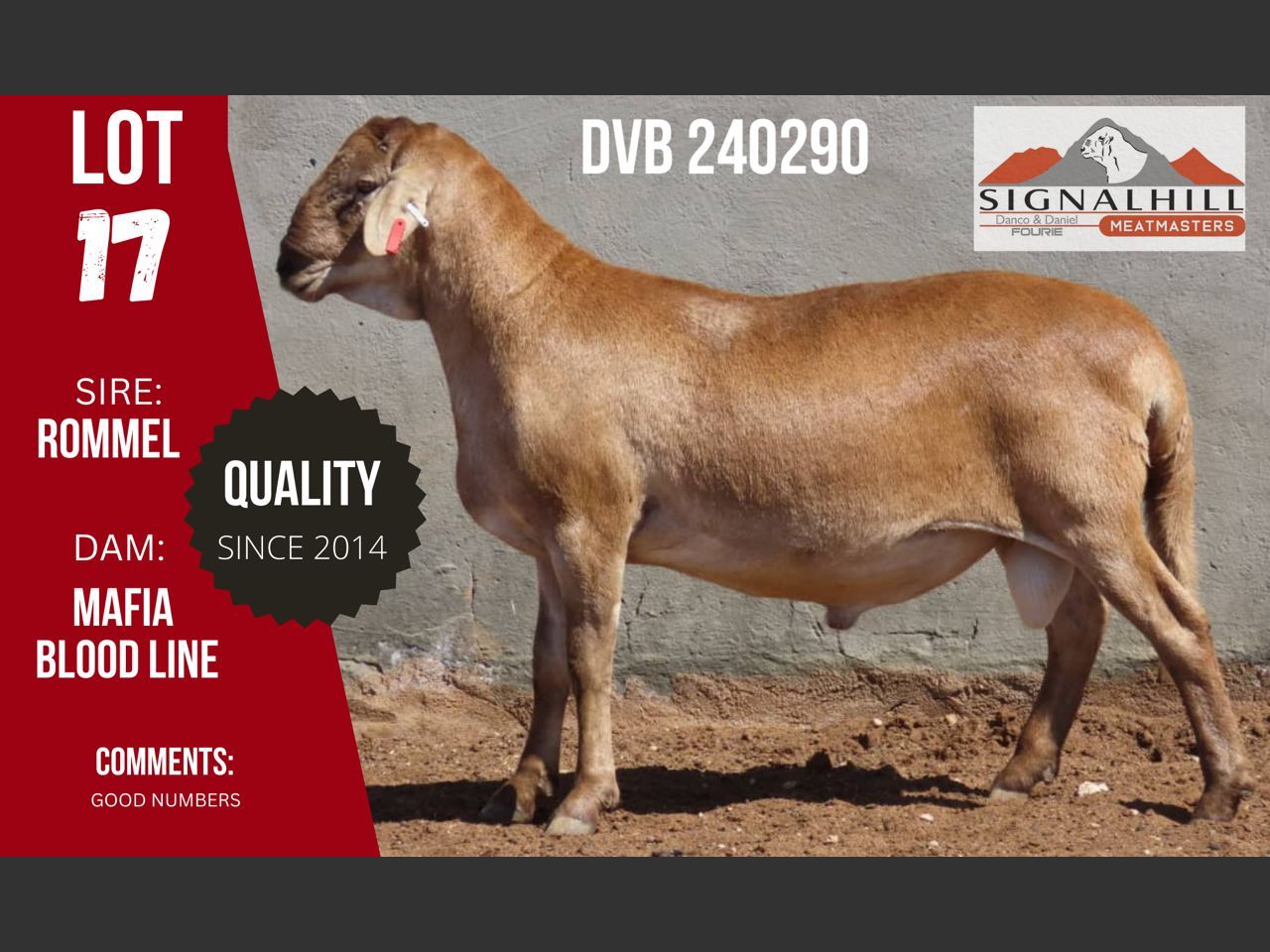 Lot 17 | SIGNALBERG MEATMASTERS 12TH MEATMASTER RAM AUCTION | SwiftVEE ...