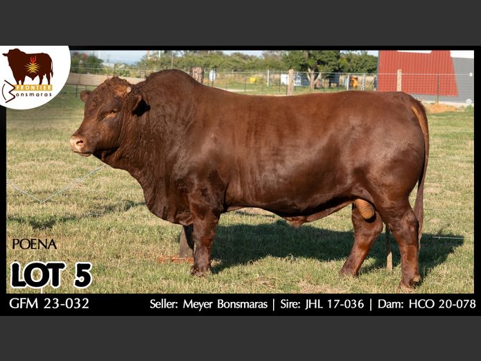 GFM 230032 | MEYER BONSMARAS
