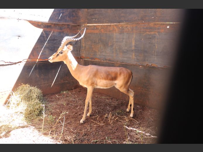 ROOIBOK
