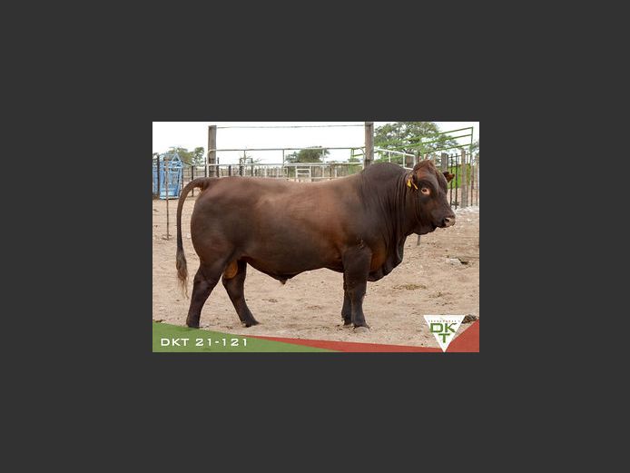 DKT 210121 | DKT BONSMARA