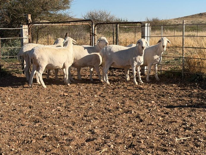 5 - 452 | De Hoop Boedery