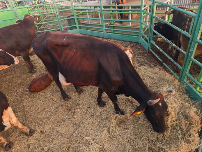 VAN NIEKERK PJ | DAIRY CATTLE 