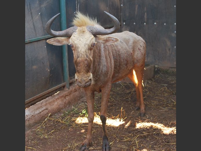 GOLDEN GNU | BIRKEN VERVOER