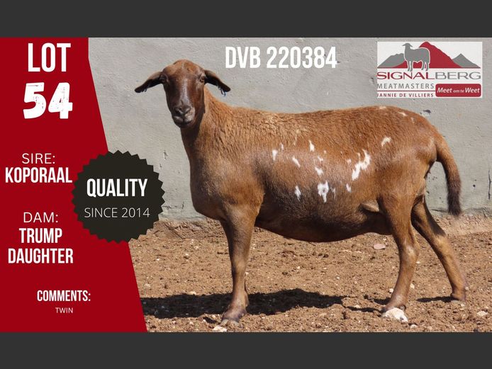 DVB 220384 | SIGNALBERG MEATMASTERS